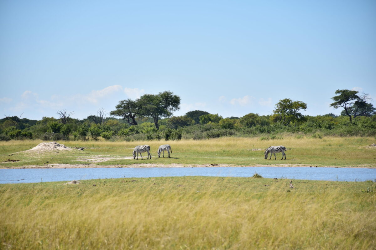 ZEBRE HWANGE ZIMBABWE ZAZU VOYAGE