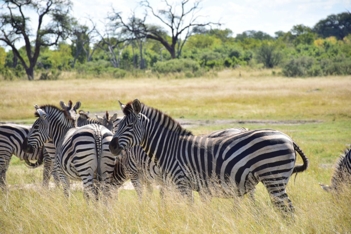 ZEBRE HWANGE ZIMBABWE ZAZU VOYAGE