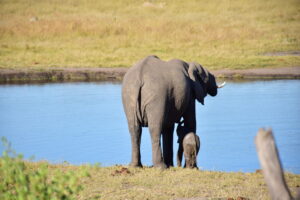 ELEPHANT HWANGE ZIMBABWE ZAZU VOYAGE