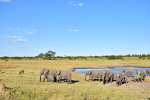 ELEPHANT HWANGE ZIMBABWE GREEN SEASON ZAZU VOYAGE