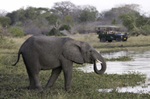 Mvuu-Camp-Lodge-Liwonde-National-Park-Malawi-Zazu-Voyage