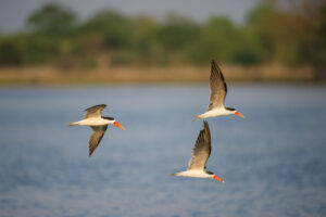 Mvuu-Camp-Lodge-Liwonde-skimmers-zazu-voyage