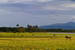 Mvuu-Lodge-Malawi-Zazu-Voyage