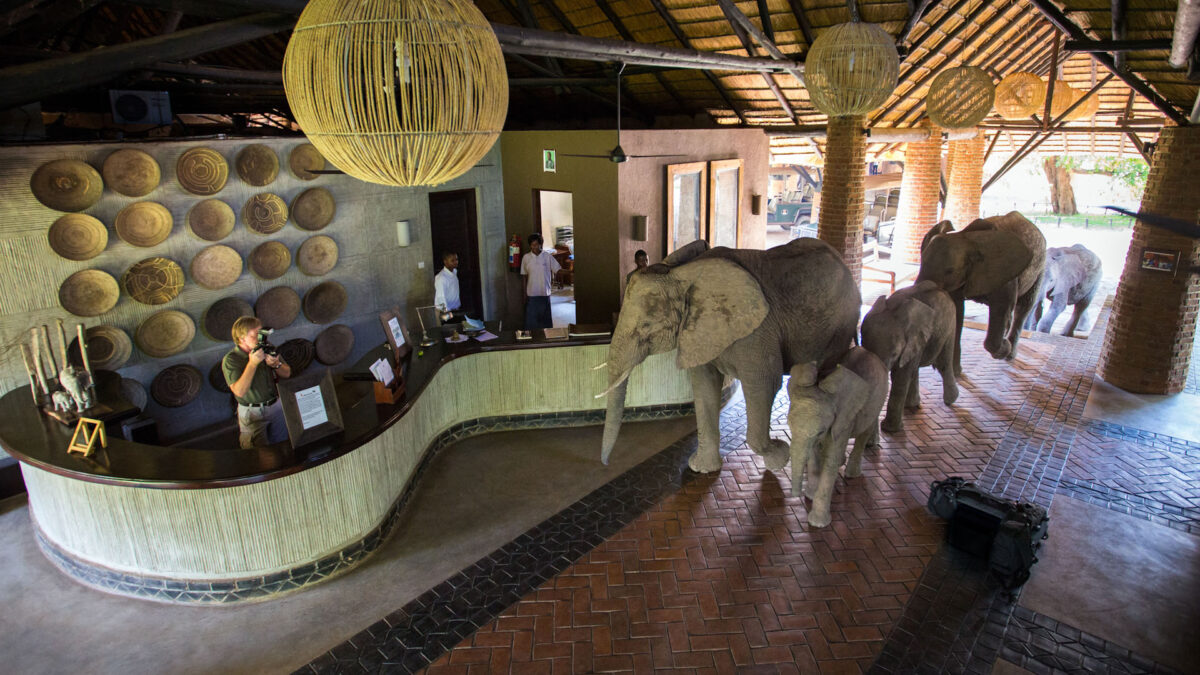mfuwe-lodge-elephants-in-reception-zambia-safaris-zazu-voyage