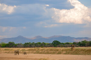 ELEPHANT SOUTH LUANGWA ZAMBIA