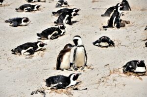 PINGOUINS CAPE TOWN SOUTH AFRICA