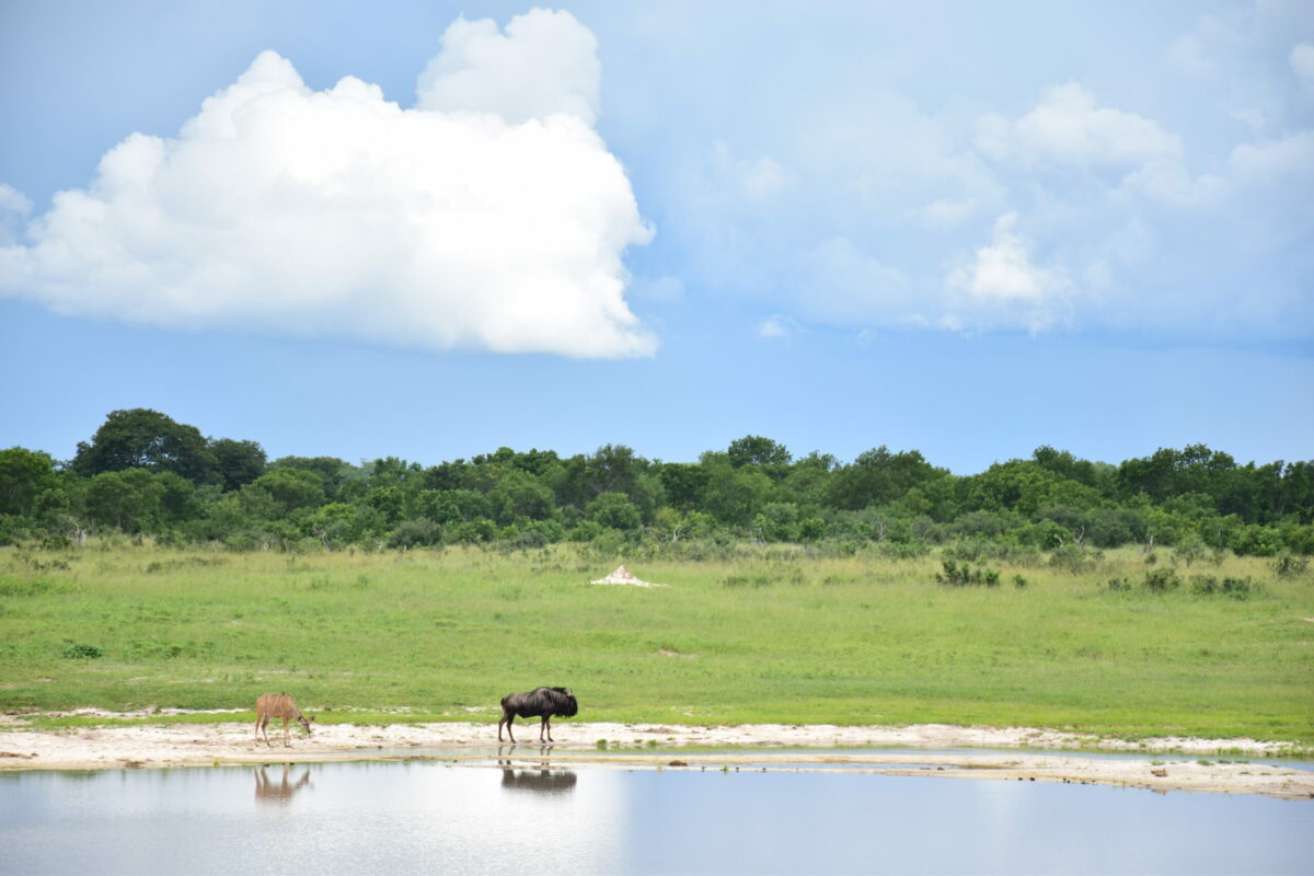 gnou zimbabwe safaris hwange