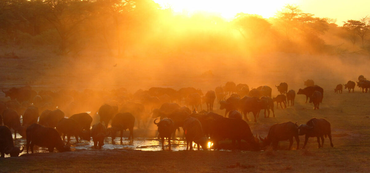 SABLE SANDS HWANGE ZIMBABWE