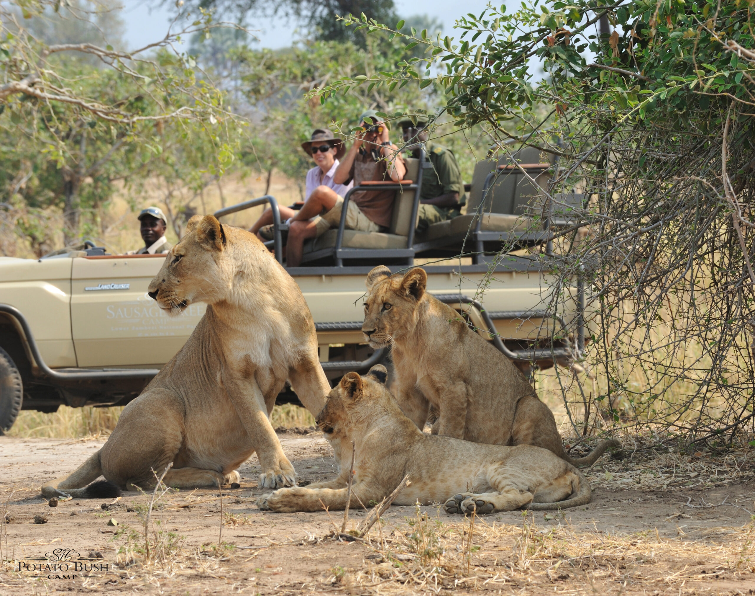 safari potato bush camp