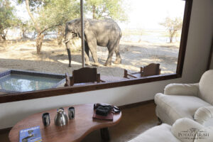 safari elephant tente zambie