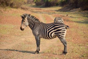 ZEBRE SOUTH LUANGWA