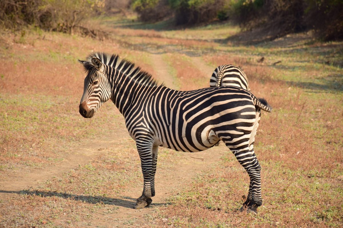 ZEBRE SOUTH LUANGWA