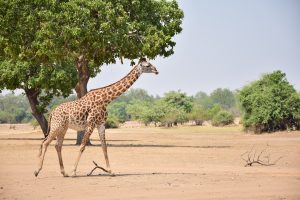 GIRAFE SOUTH LUANGWA