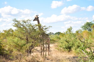 PARC DU ZAMBEZE ZIMBABWE ZAZU VOYAGE