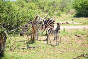 parc du zambèze zimbabwe zazu voyage